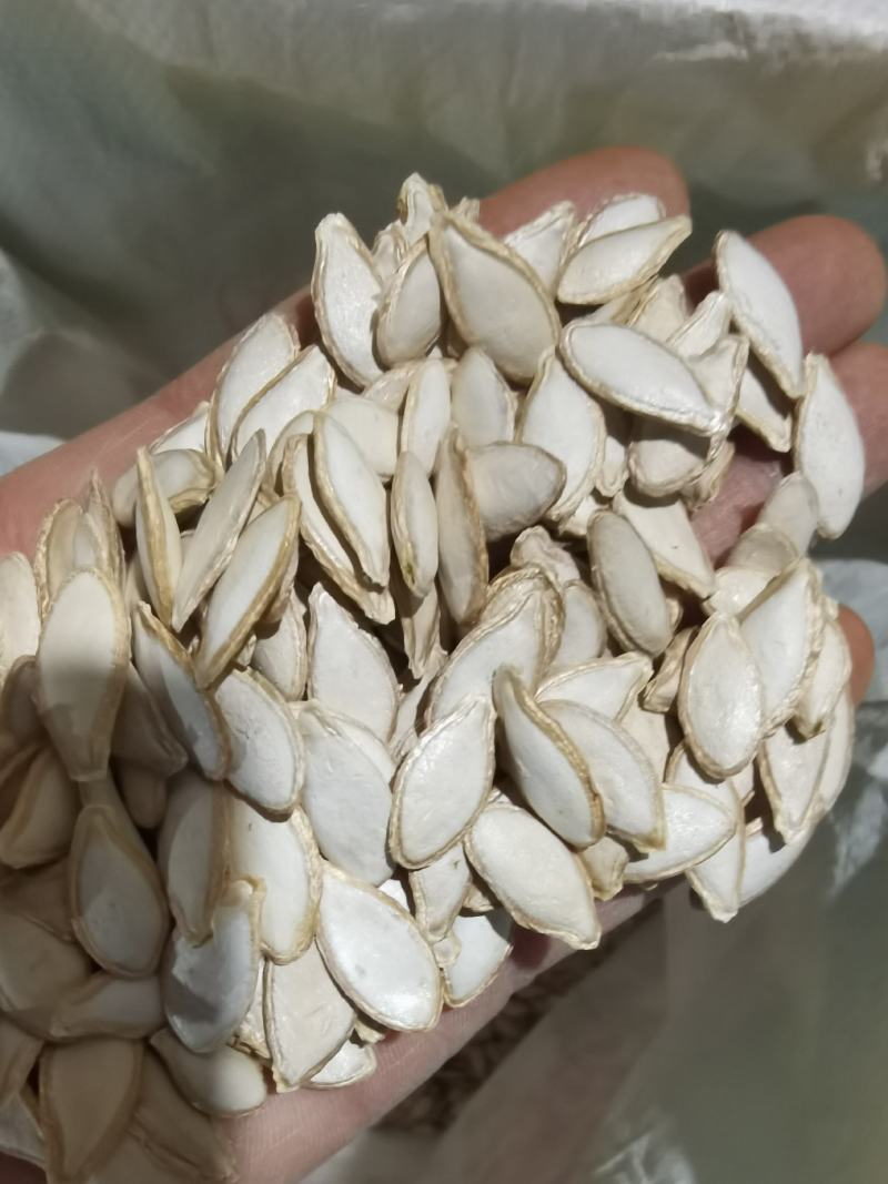 云南毛边南瓜子中大片土南瓜籽