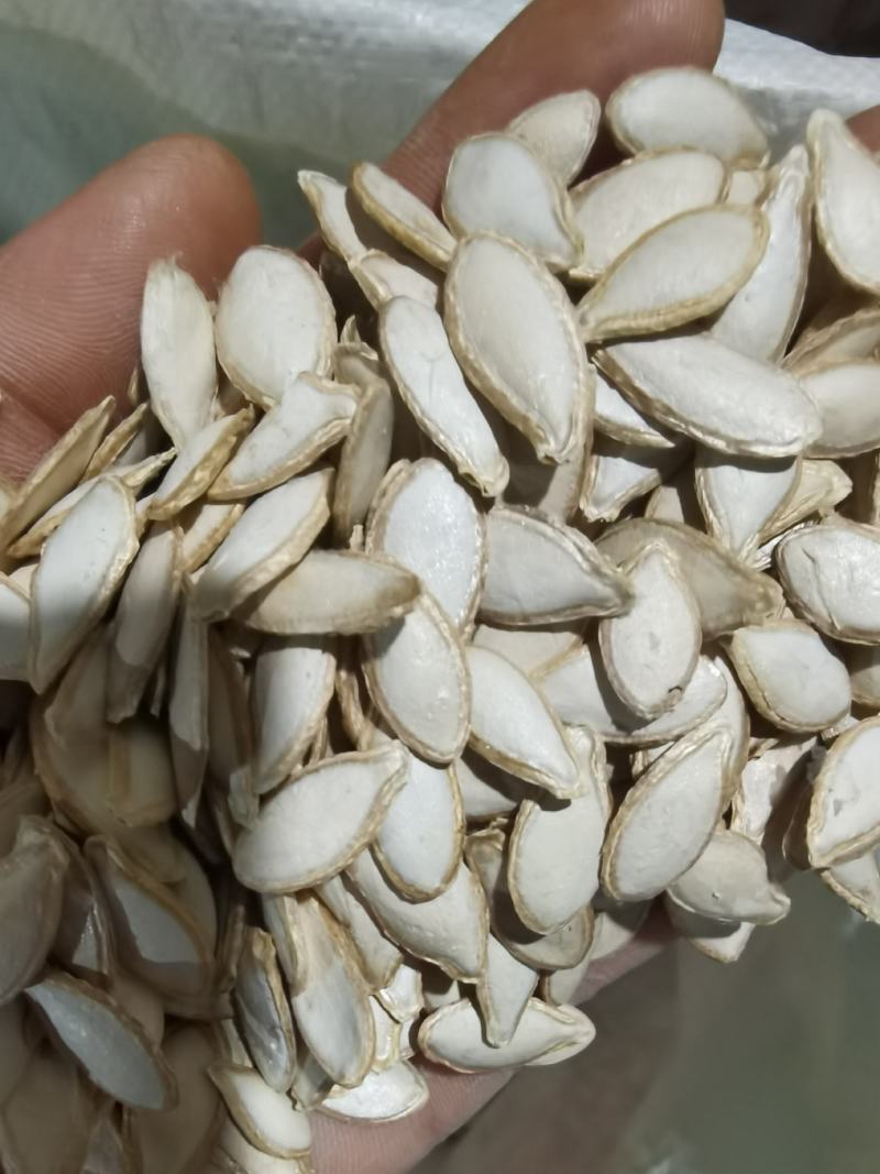 云南毛边南瓜子中大片土南瓜籽