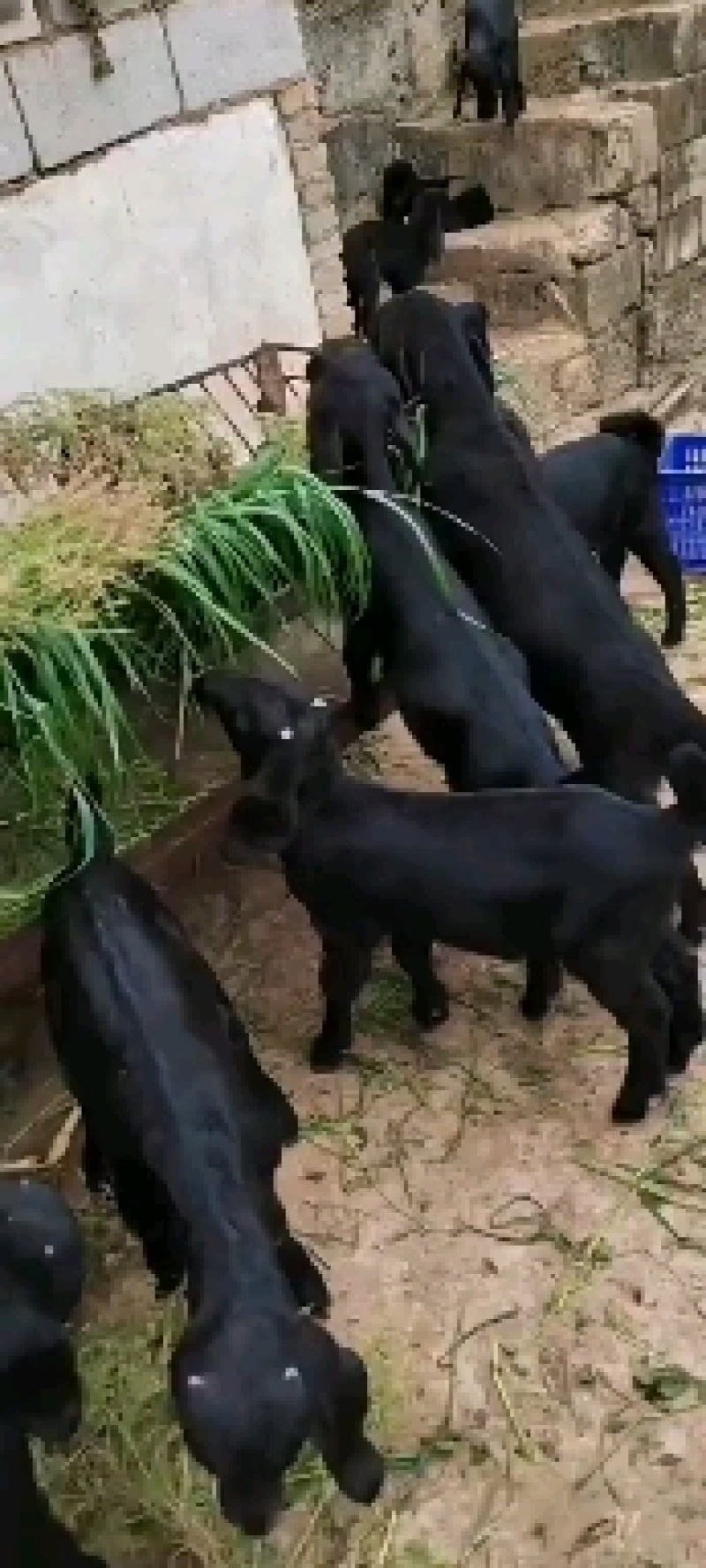 黑山羊羊苗种羊，努比亚杂交黑山羊，滇西黑山羊羊苗