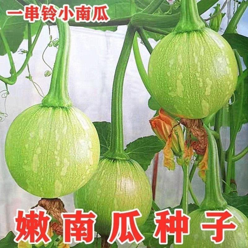 优质早熟小南瓜种子一串铃南瓜种子高产菜用青瓜易种蔬菜种子