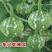 优质早熟小南瓜种子一串铃南瓜种子高产菜用青瓜易种蔬菜种子