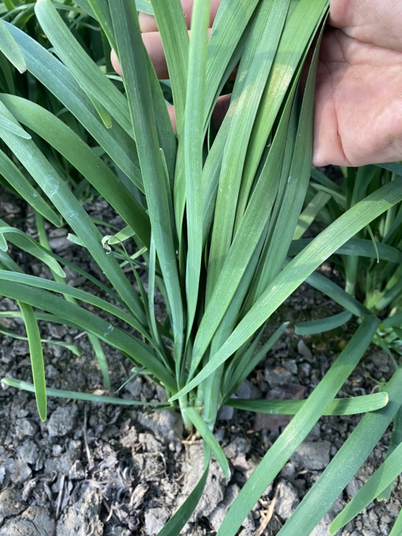 精品大棚韭菜，货源充足，长期供应，有需要的可以联系