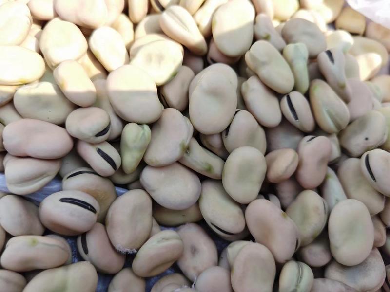 楚雄本地蚕豆干蚕豆850粒白皮黑芽，大量批发，价格随行。