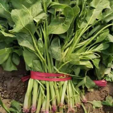 精品高杆菠菜，大量上市中