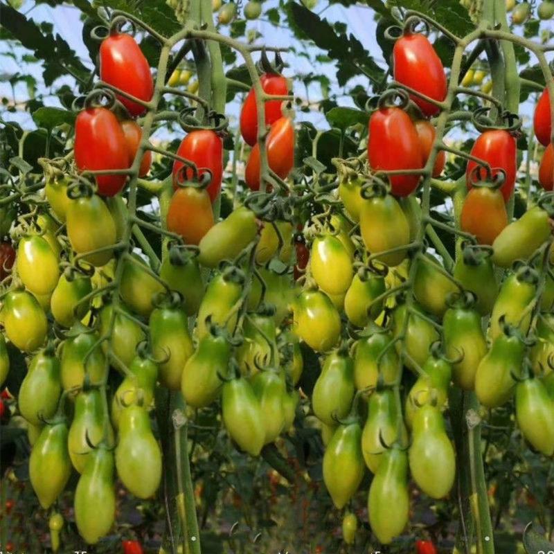 花生柿子种子超甜圣女果樱桃番茄草莓番茄种籽孑阳台四季盆栽