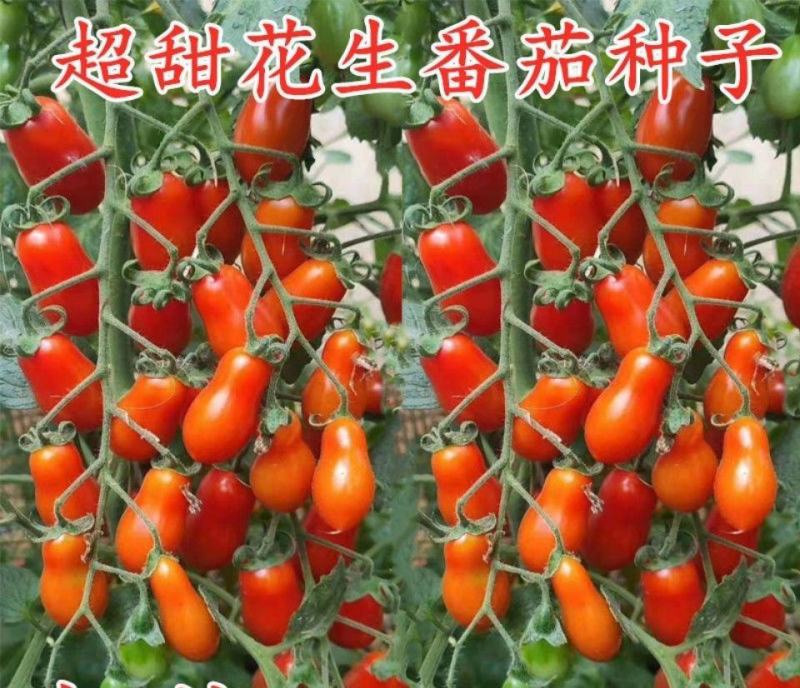 花生柿子种子超甜圣女果樱桃番茄草莓番茄种籽孑阳台四季盆栽