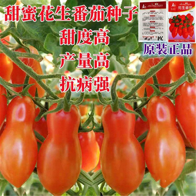 花生柿子种子超甜圣女果樱桃番茄草莓番茄种籽孑阳台四季盆栽