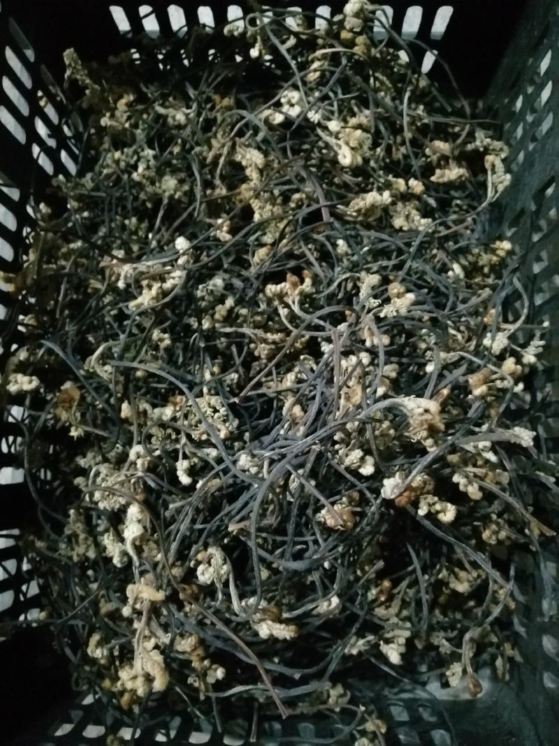 出售野生蕨菜干货