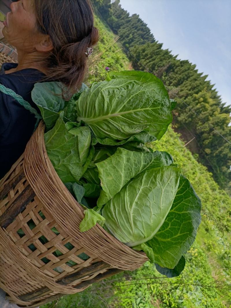 热卖中的精品牛心白鸡心白，甘蓝。颜色清秀大小匀净货源充足