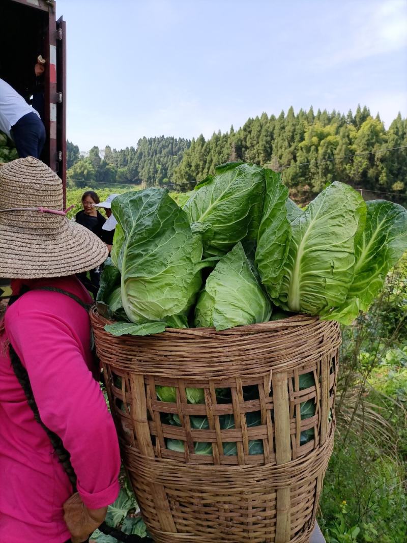 热卖中的精品牛心白鸡心白，甘蓝。颜色清秀大小匀净货源充足