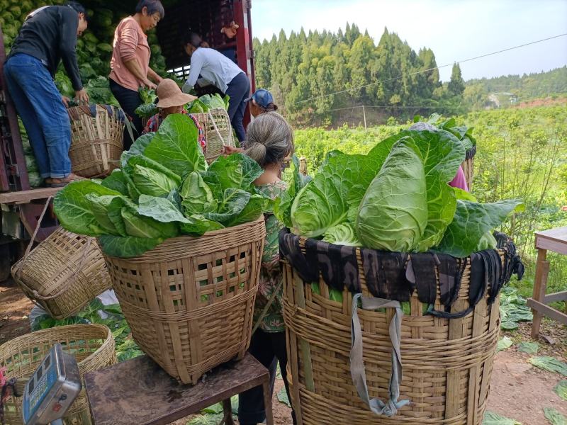 热卖中的精品牛心白鸡心白，甘蓝。颜色清秀大小匀净货源充足