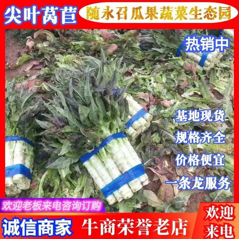 精品莴苣红叶莴笋货源充足基地种植价格不高质量保证