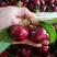 【樱桃】产地大量现货价格便宜，口感脆甜支持全国各地发货。