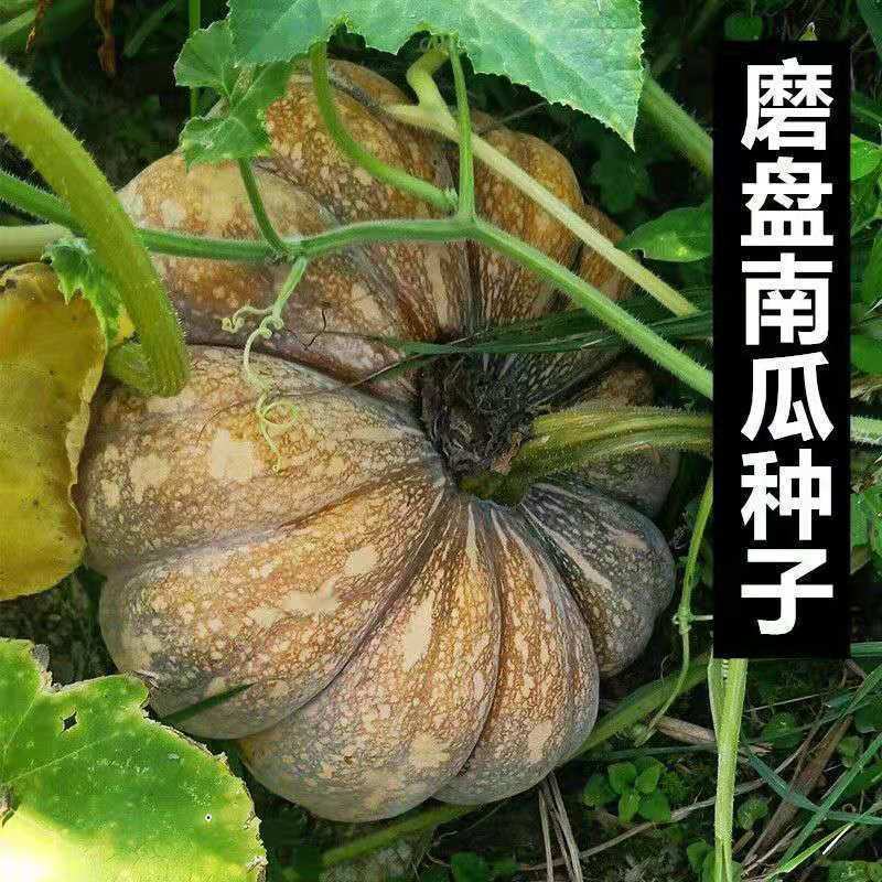 磨盘南瓜种子传统老甜面大南瓜种籽春季农家庭院爬藤高产蔬菜