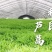 宿迁市宿豫区利民芦蒿