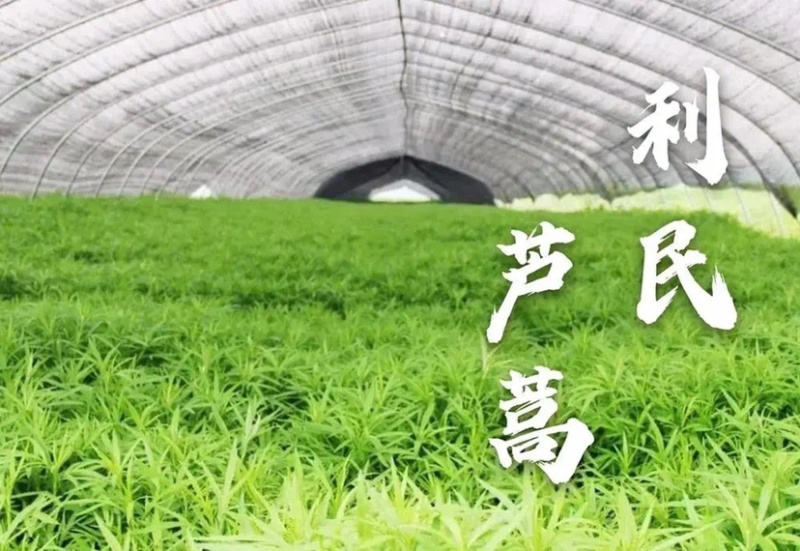 宿迁市宿豫区利民芦蒿