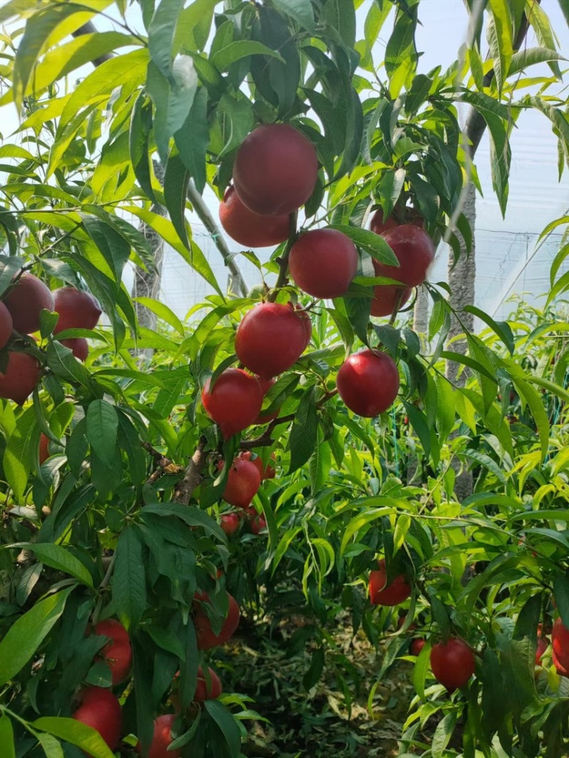 中油4号，黄油，京奥，大量上市欢迎各位客商电商前来洽谈