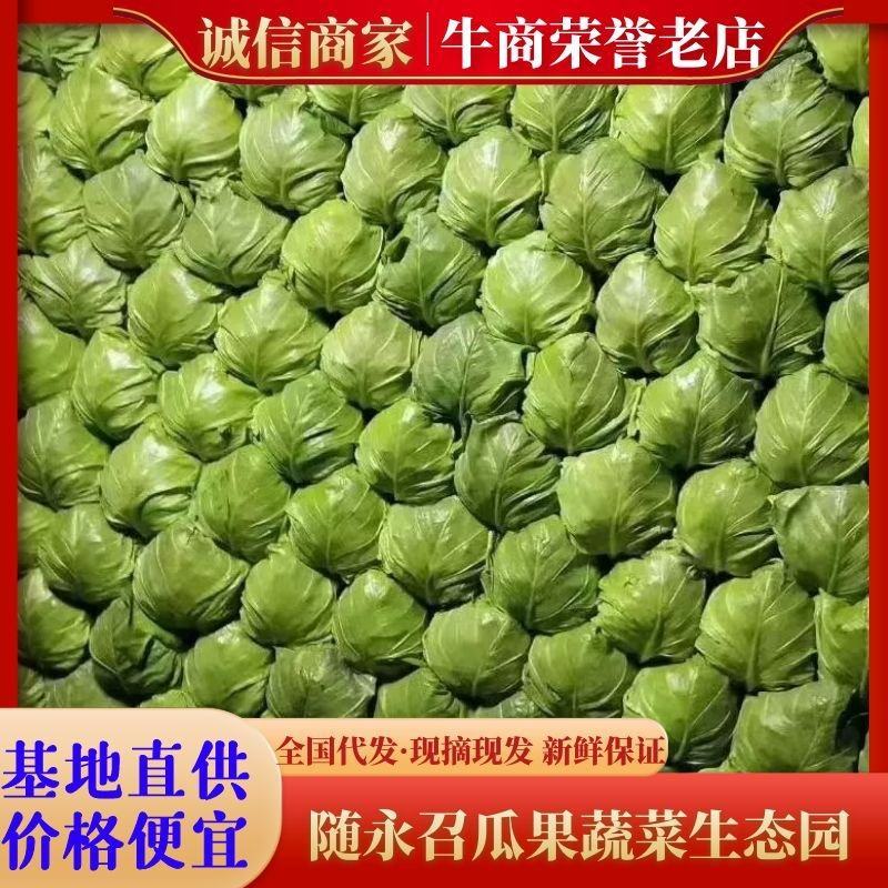精品大棚甘蓝基地种植货源充足质量保证代发全