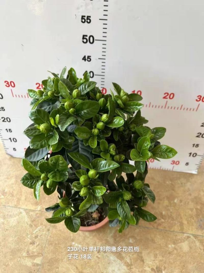 230#小叶棒棒糖栀子花高度45左右一箱18盆花苞非常多