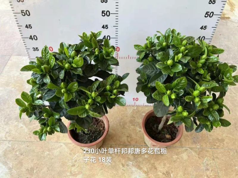 230#小叶棒棒糖栀子花高度45左右一箱18盆花苞非常多