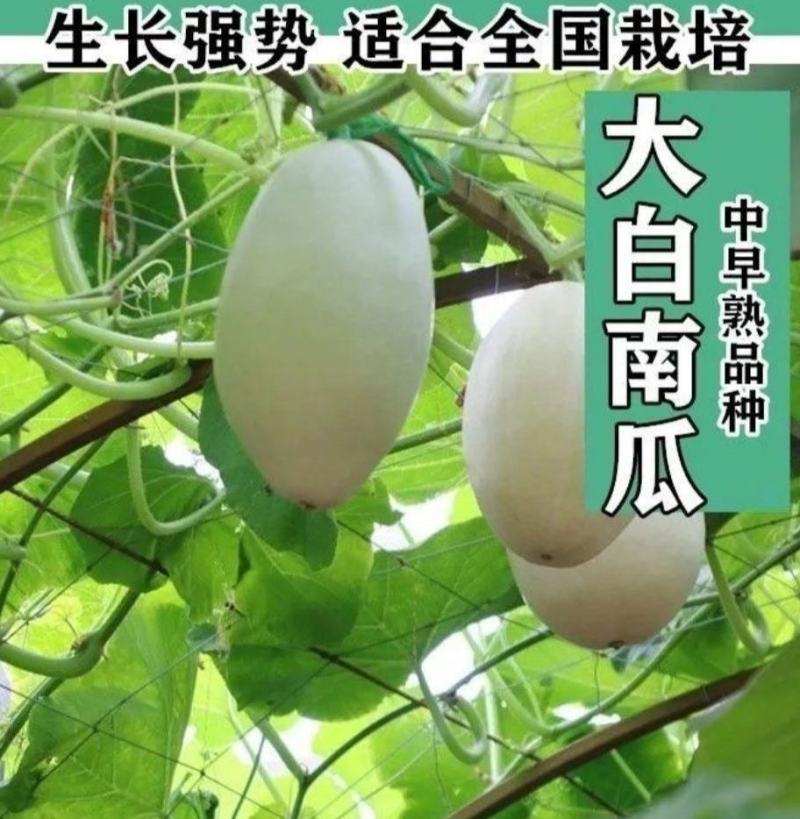 白吊瓜种子白南瓜中早熟高产做馅庭院爬藤观赏食用保健蔬菜种