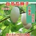 白吊瓜种子白南瓜中早熟高产做馅庭院爬藤观赏食用保健蔬菜种