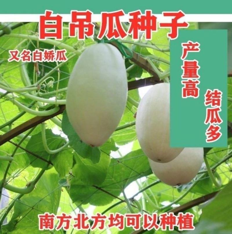 白吊瓜种子白南瓜中早熟高产做馅庭院爬藤观赏食用保健蔬菜种