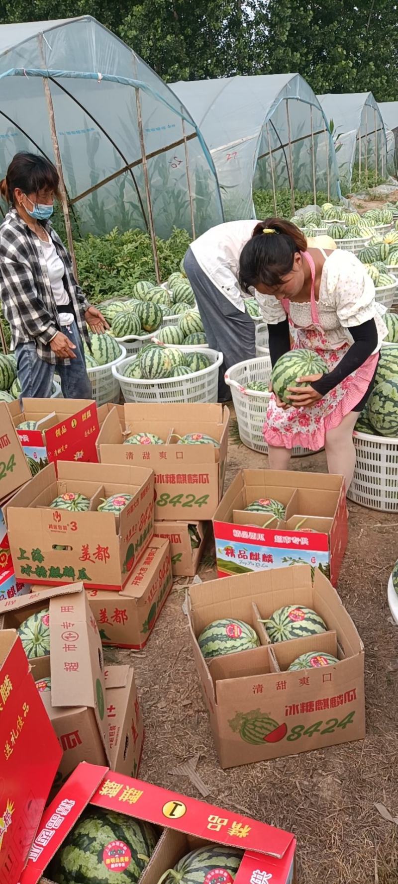 美都西瓜，陕甘宁美都，熟度好，糖度高精品美都！质量保证