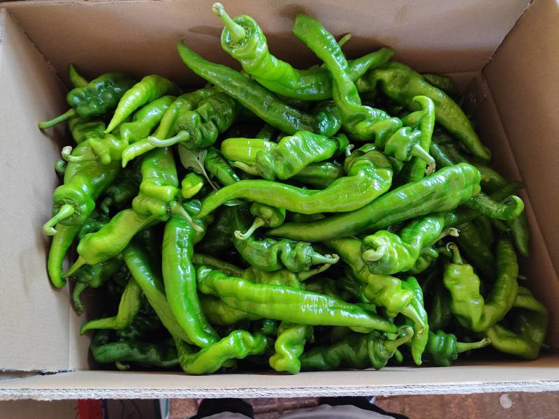 龙椒长度大约20厘米左右。大量有货提供需要的联系
