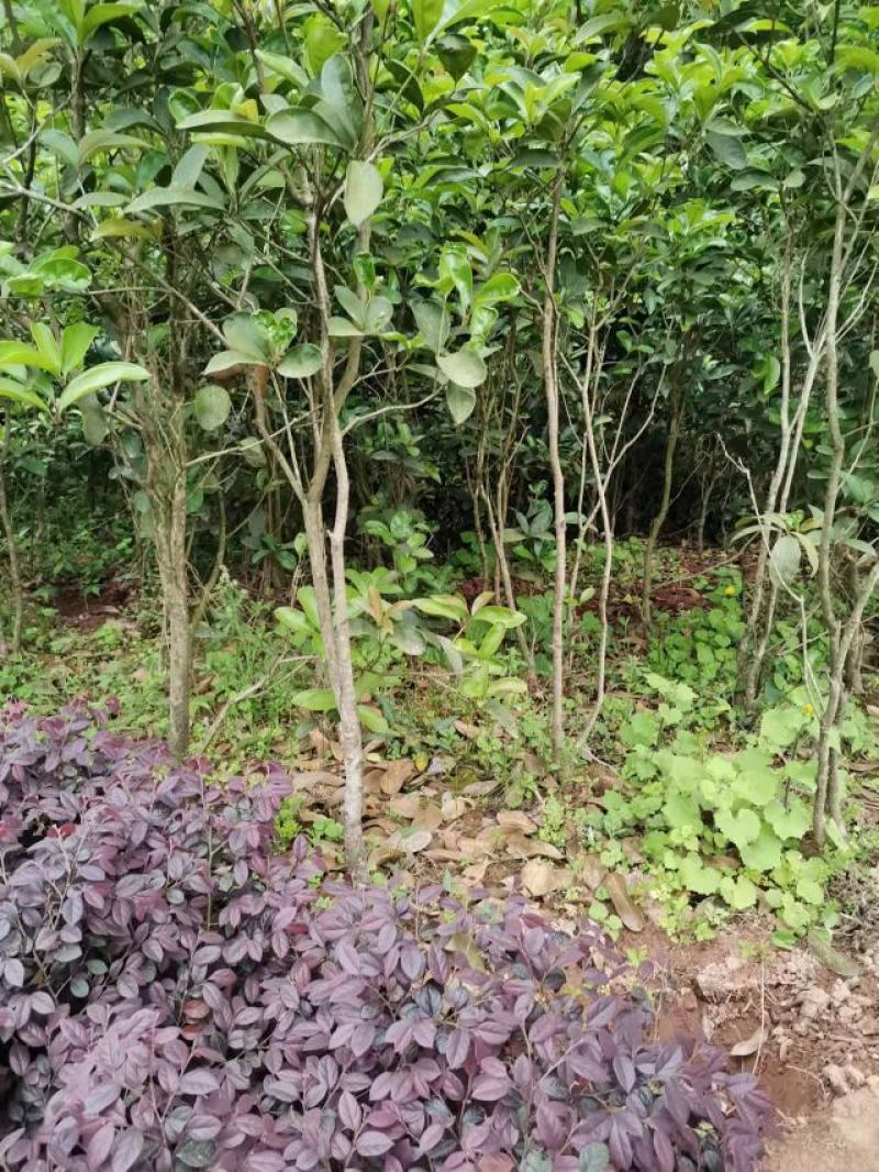 佛顶桂，带土球，规格齐全，现场看苗，量大从优。