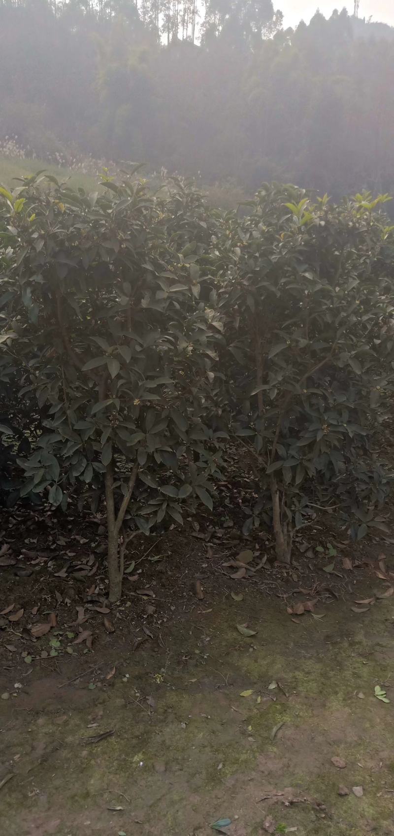 佛顶桂，带土球，规格齐全，现场看苗，量大从优。
