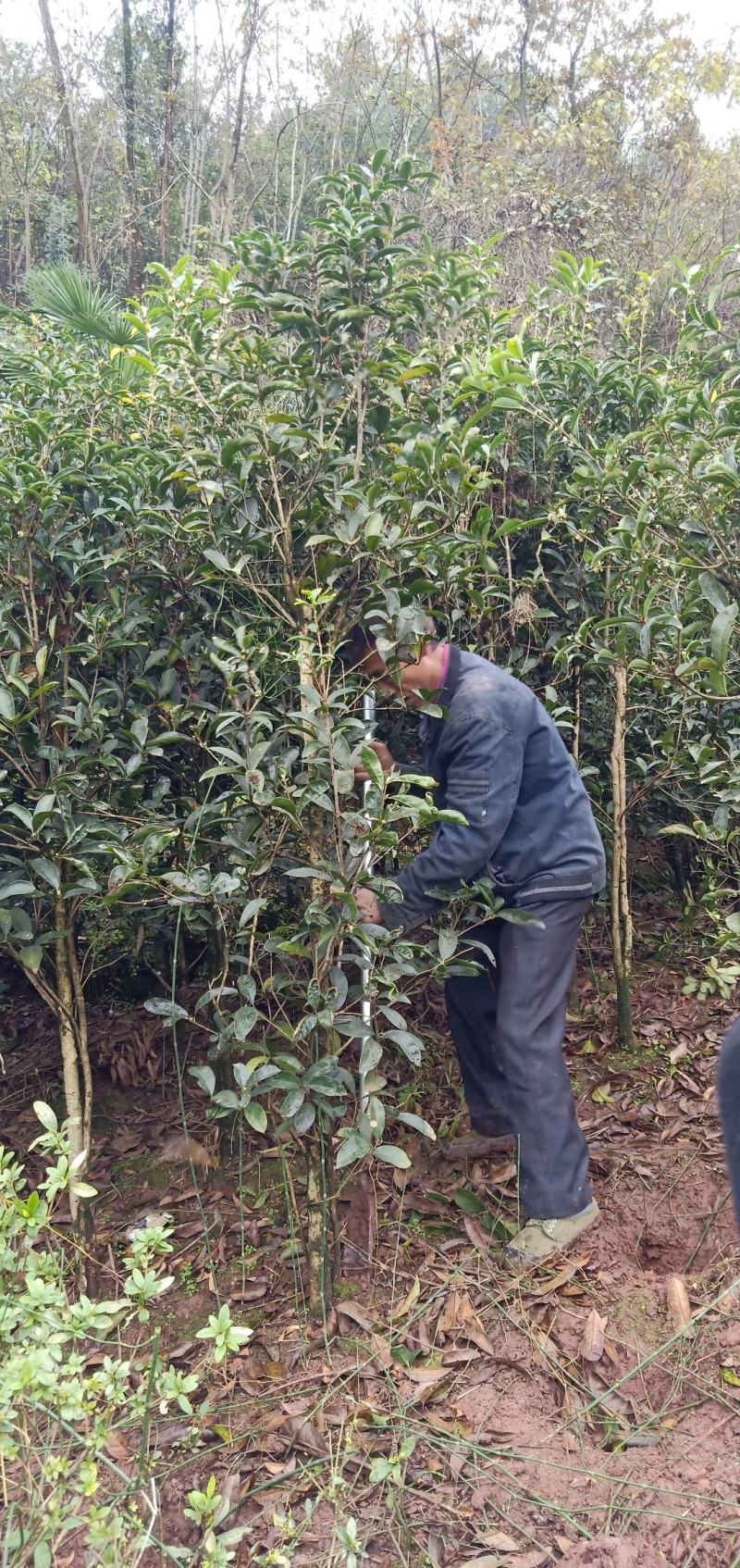 佛顶桂，带土球，规格齐全，现场看苗，量大从优。