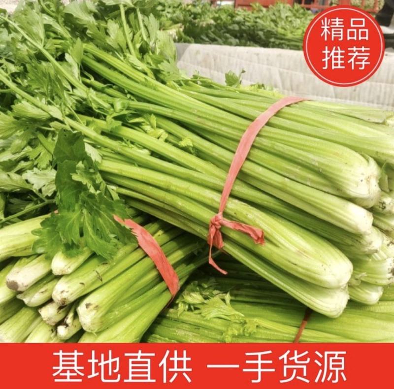 商丘精品大棚芹菜品种【西芹胡芹】70到80公分