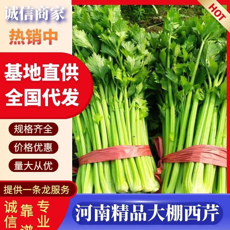 商丘精品大棚芹菜品种【西芹胡芹】70到80公分