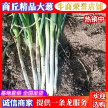 优质精品商丘大葱基地种植货源充足价格不高全国