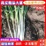 优质精品商丘大葱基地种植货源充足价格不高代发全国