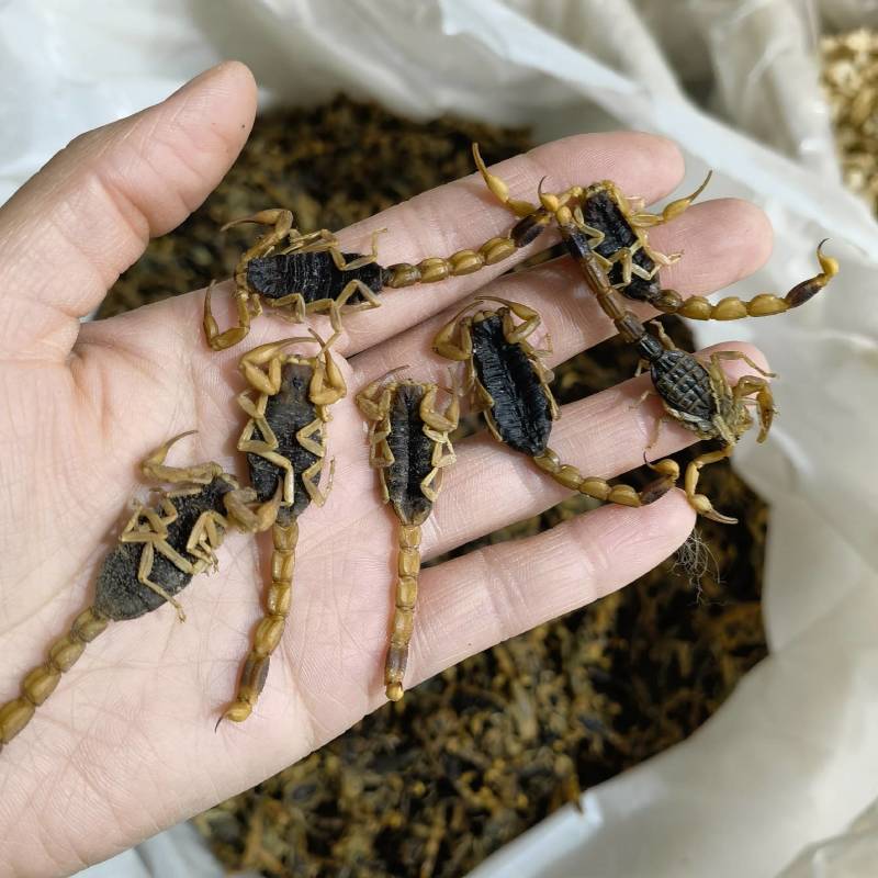 蝎子新货淡盐水全虫颜色好看重在品质物美价廉