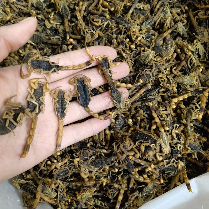 蝎子新货淡盐水全虫颜色好看重在品质物美价廉