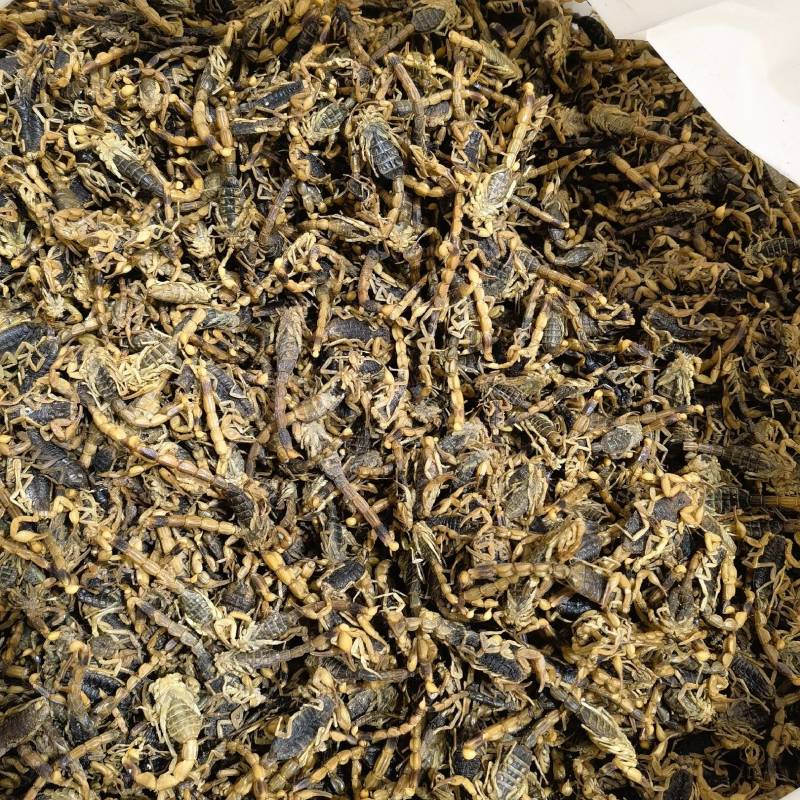 蝎子新货淡盐水全虫颜色好看重在品质物美价廉