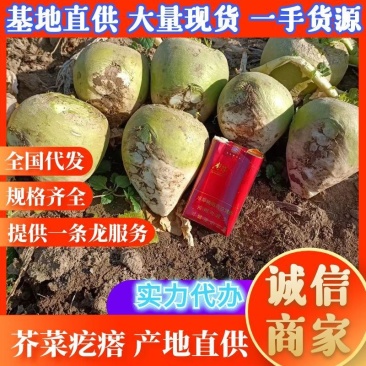 精品芥头菜（俗名菜疙瘩）货源充足质量保证交通便利