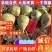 精品芥头菜（俗名菜疙瘩）货源充足质量保证交通便利
