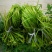 云南海菜花诚信经营产地直发品质保证欢迎老板下单
