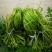 云南海菜花诚信经营产地直发品质保证欢迎老板下单