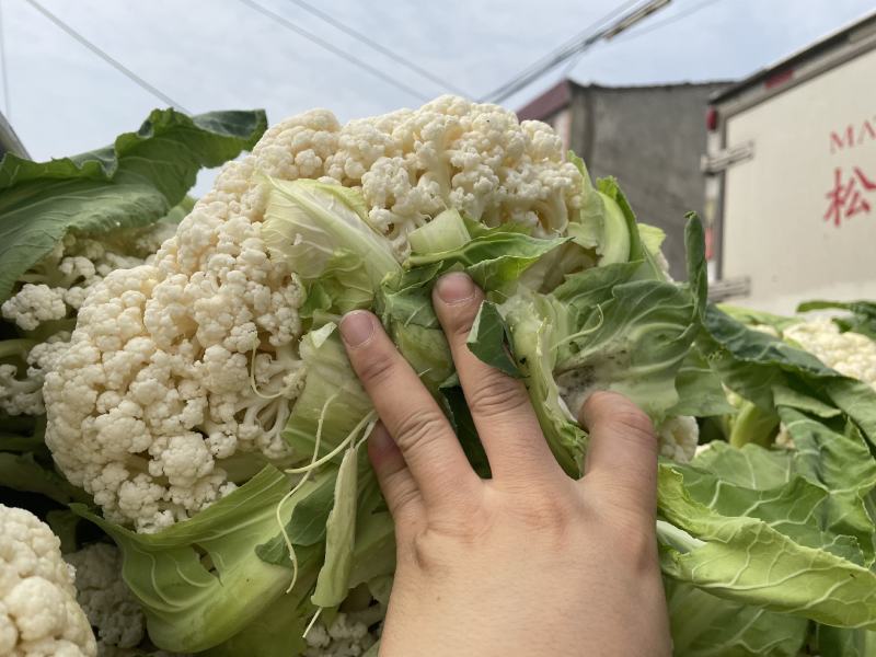 松花菜菜花，有机花菜，看货论价，保质保量，欢迎订购