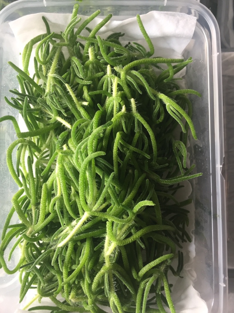 冰山美人新品冰草，冰山草