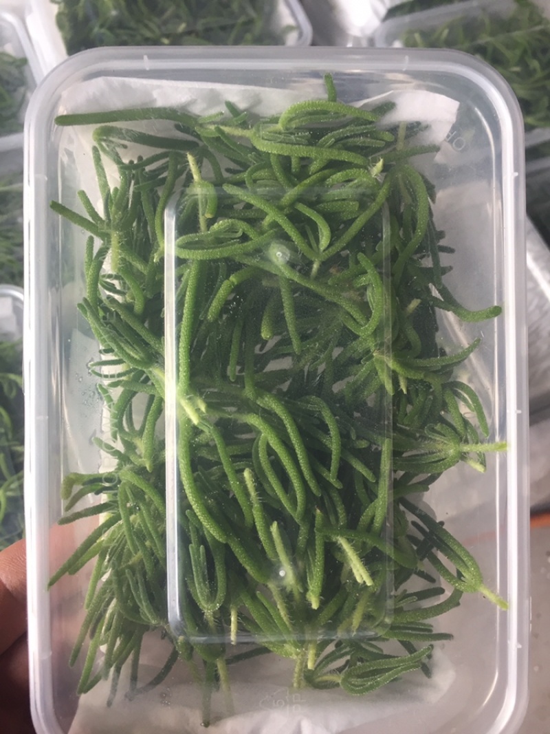 冰山美人新品冰草，冰山草