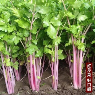 紫玉香芹种子种籽红芹紫芹蔬菜阳台四季播特色孑红色紫色孑