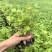 紫玉香芹种子种籽红芹紫芹蔬菜阳台四季播特色孑红色紫色孑