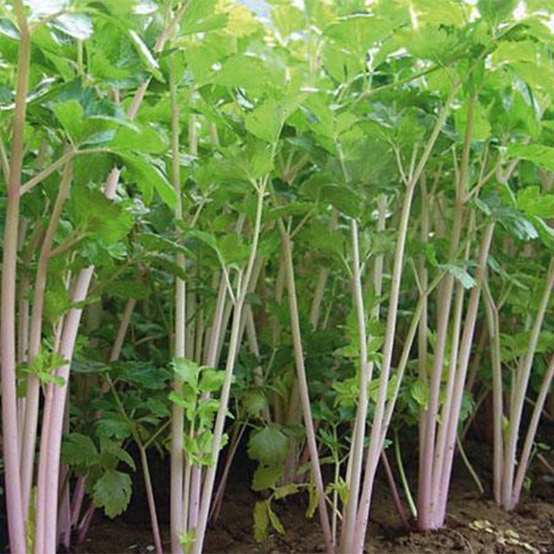 紫玉香芹种子种籽红芹紫芹蔬菜阳台四季播特色孑红色紫色孑
