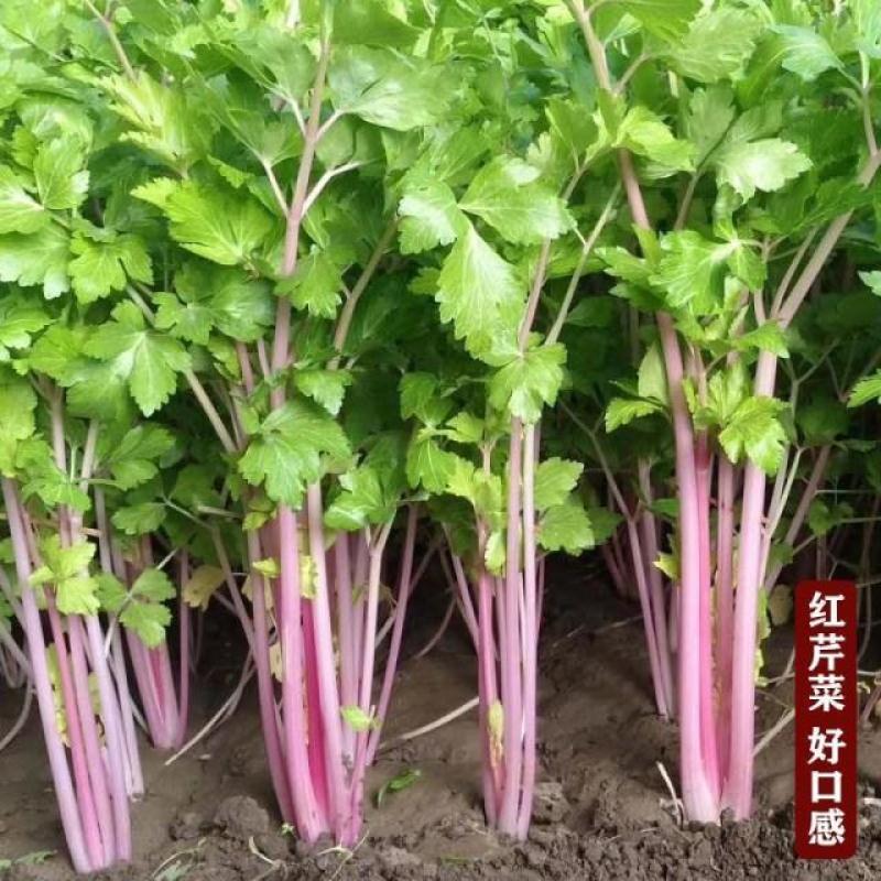 紫玉香芹种子种籽红芹紫芹蔬菜阳台四季播特色孑红色紫色孑